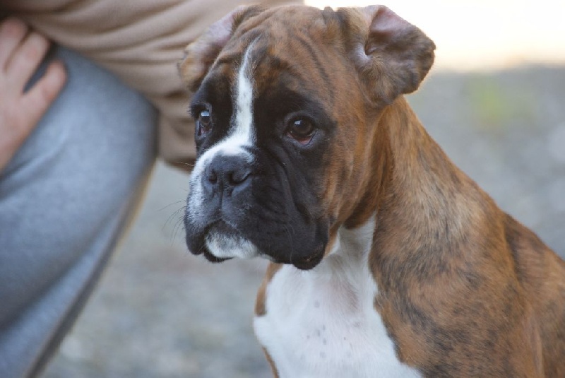 Du Hameau Des Lilas - Boxer - Portée née le 07/08/2015